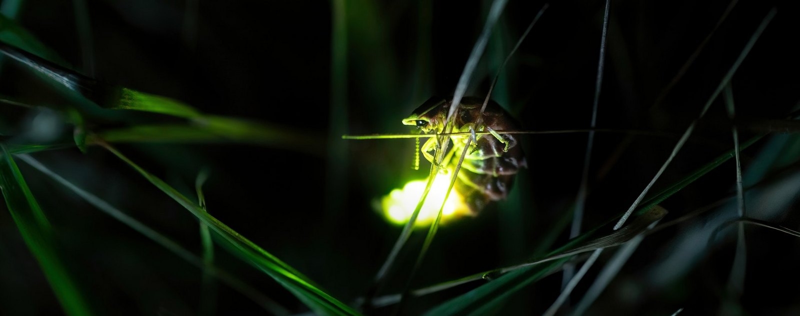 The appearance of fireflies